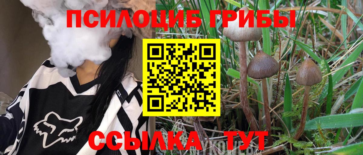 Псилоцибиновые грибы Cubensis Тольятти